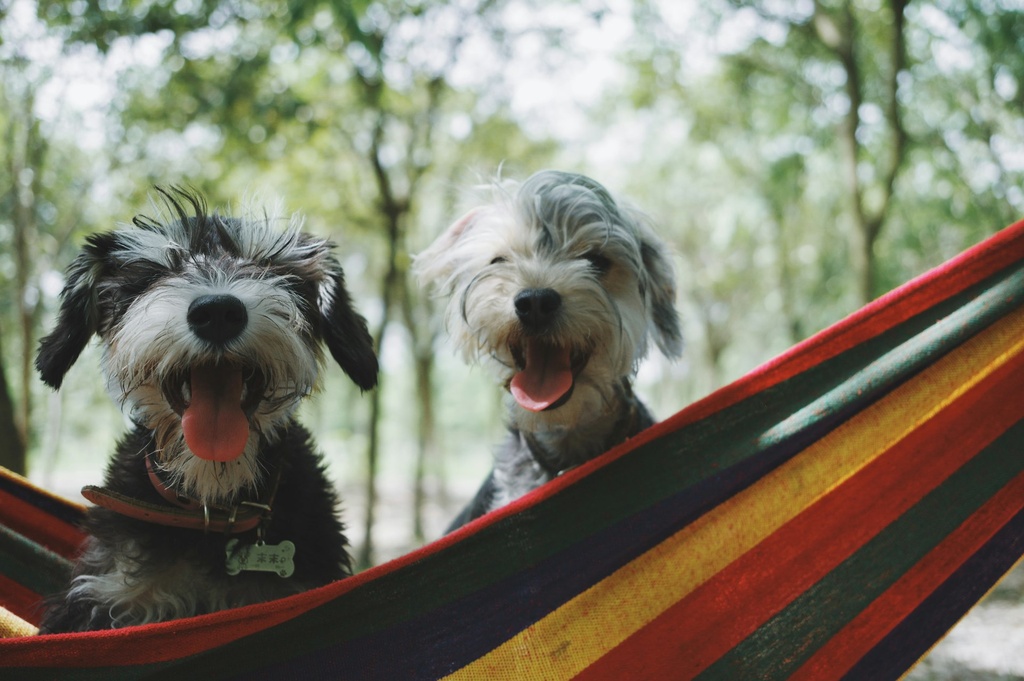 Dog Day Care