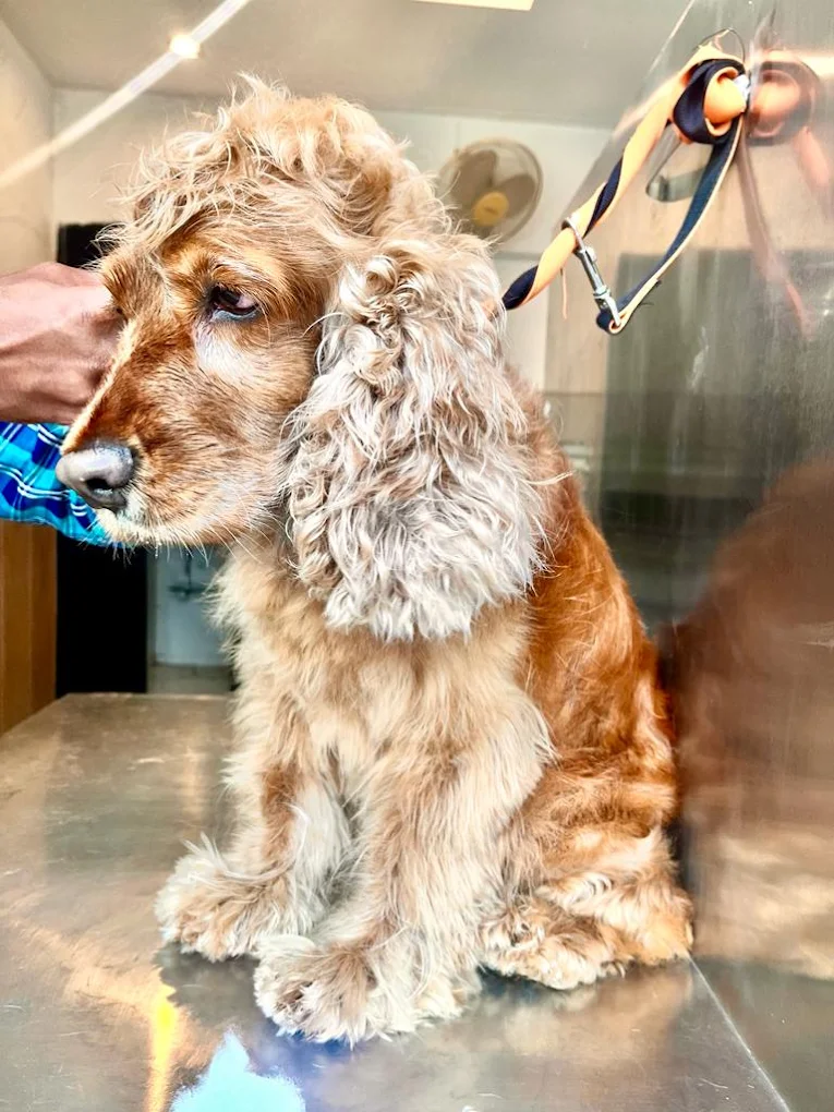 Dog Haircut - Customized