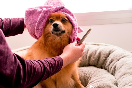 Dog Haircut - Zero