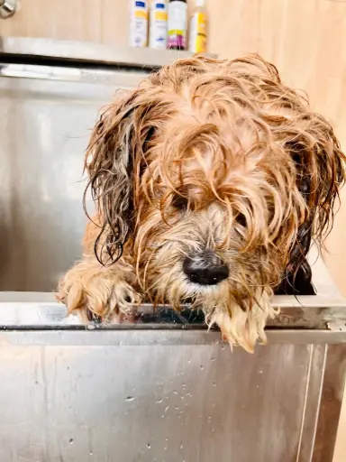Dog Bath