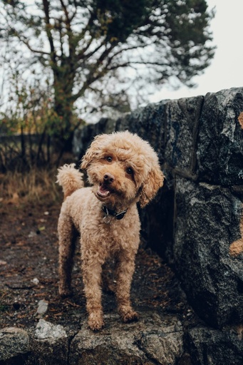 Dog Boarding