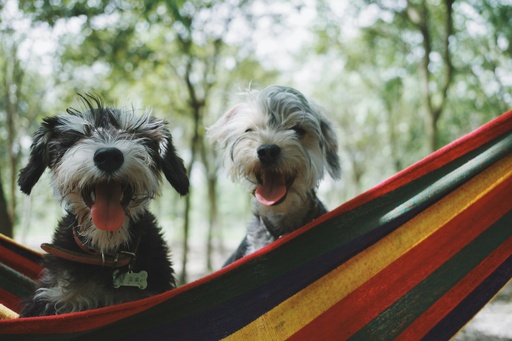 Dog Day Care